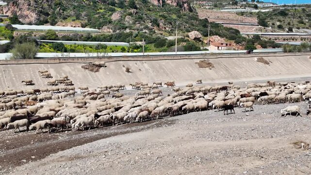 Herd of sheep walking in dry riverbed