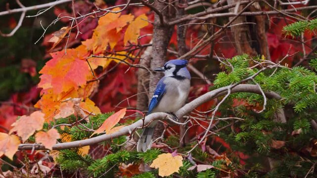 Sharp close-up portrait of a Blue Jay in autumn woodland, Nova Scotia, Canada. The bird perches calmly on a branch, searching for food and pecking at grains.
