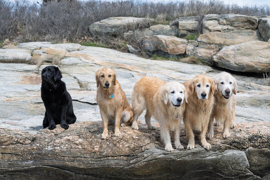 Happy Dogs Playing on the beach and in the ocean