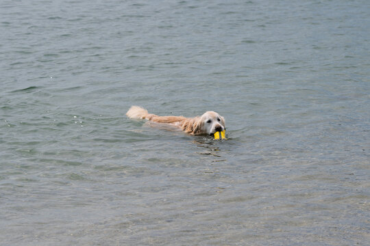 Happy Dogs Playing on the beach and in the ocean