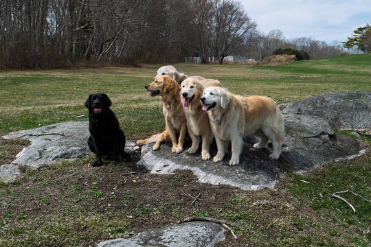 Happy Dogs Playing on the beach and in the ocean
