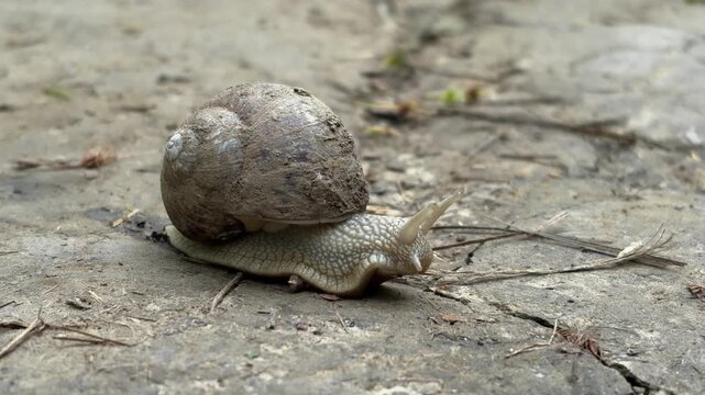 Close up of snail moving slowly on rough ground surface in natural environment. Concept of patience, slow life, persistence and minimalism