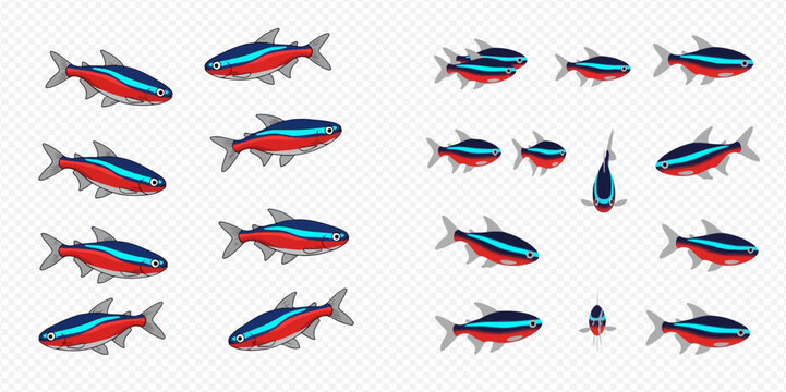 Set of neon tetra fish in various poses and angles, isolated on transparent background, showcasing different views of the aquatic animal.