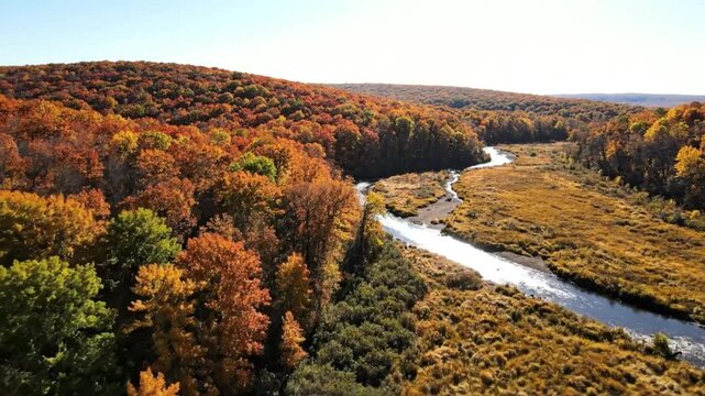 Aerial view of a winding river flowing through a lush autumn forest with vibrant fall foliage under a clear blue sky