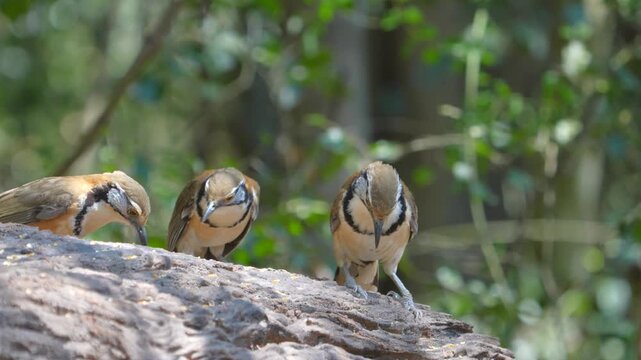Greater Necklaced Laughingthrush (Garrulax pectoralis) bird one. stump. Birdwatching in natural habitats in the forest Thailand. 