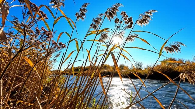 Bright sunny day with reeds swaying in the wind next to a flowing river, creating a serene landscape scene.