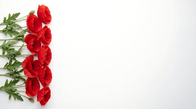 Red Poppies with Green Stems on White Background | Minimalist Remembrance Day Flower Border with Large Copy Space