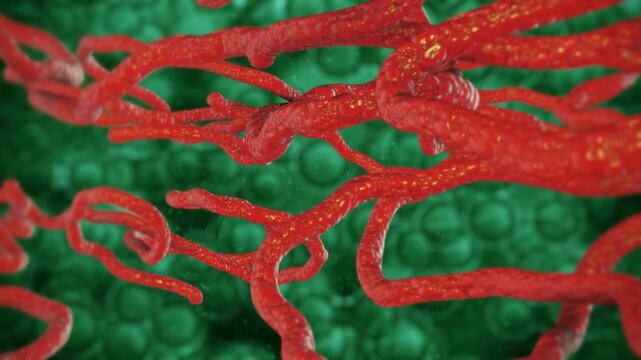 Ebola virus infected cell under microscope