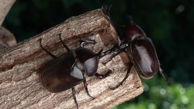 カブトムシのオス同士のケンカの4K動画