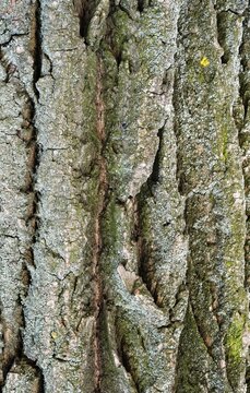 Deeply furrowed texture of old poplar tree bark close-up