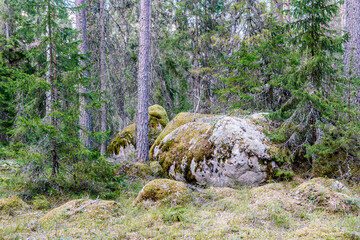 Northern forest landscape with huge stone with moss. Glacial erratic rock. © Conny Sjostrom