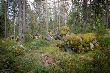 Northern forest landscape with huge stone with moss. Glacial erratic rock. © Conny Sjostrom