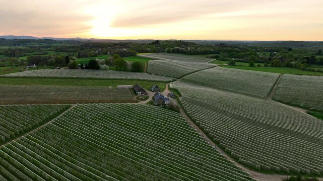 Aerial sunset view of apple orchard in Limousin France with rows of blooming trees farm buildings and rolling green hills under golden sky