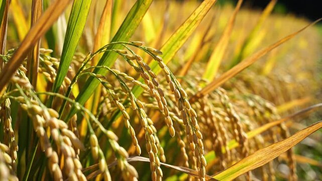 Close up view of ripe rice ears swaying in the autumn sunlight in a rice field