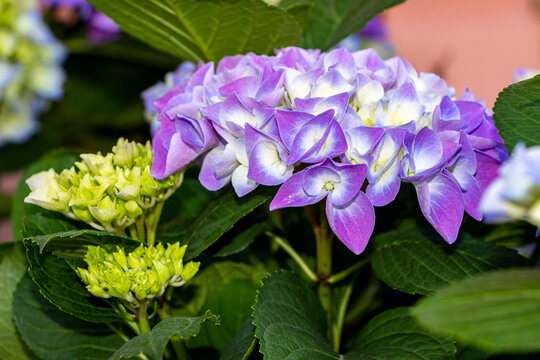 blue-white flowers on large spherical flat inflorescences Hydrangea macrophylla, famous, popular, ornamental plant, fresh, green leaves, decorative, horizontal photo, daylight, spring