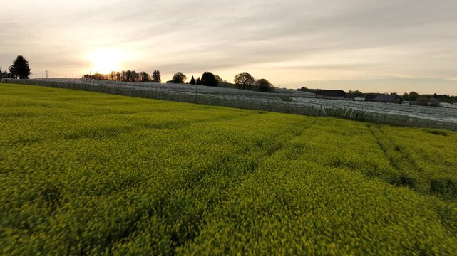 Aerial sunset view of blooming apple orchard and bright yellow rapeseed field in Limousin France with rolling green hills under golden sky