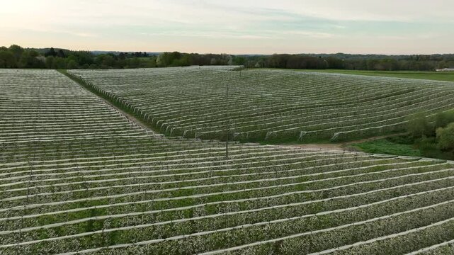 Aerial view of blooming apple orchard in Limousin France with vast rows of trees covered in white nets under soft evening light