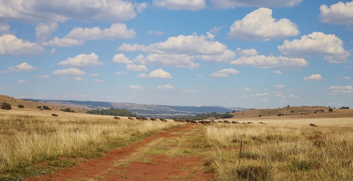 Wildebeest Migration In The Highveld