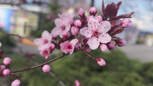 A close-up of delicate cherry plum blossoms. White flowers on a tree branch against a blue sky and soft bokeh. A springtime atmosphere, freshness, nature, seasonal blooms, and urban harmony.