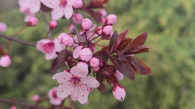 A close-up of delicate cherry plum blossoms. White flowers on a tree branch against a blue sky and soft bokeh. A springtime atmosphere, freshness, nature, seasonal blooms, and urban harmony.