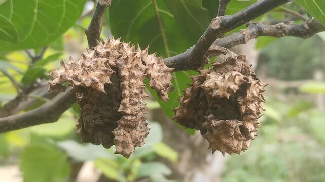 &ldquo;Split Open Datura Seed Pods with Spiky Texture on Tree Branch&rdquo;