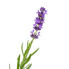 Obraz premium A close-up view of a vibrant purple lavender flower against a white background
