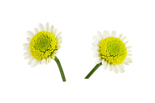 Set of white and yellow chrysanthemum (santini) flowers isolated on white or transparent background