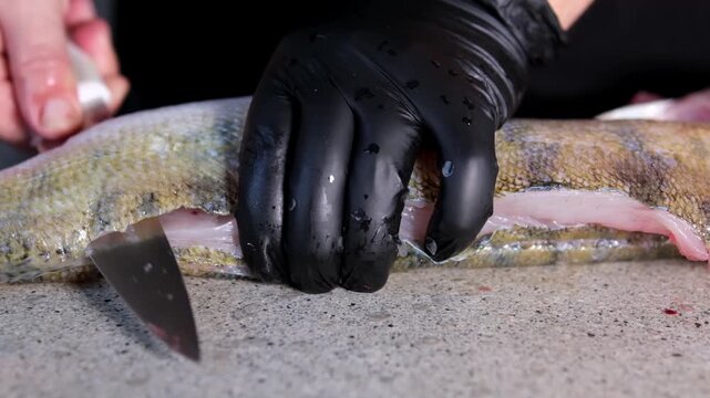 Close-up of Professional Chef Hands Filleting Fresh Zander Fish on a Wooden Table. Male Hands Using a Sharp Knife to Cut Raw Pike Perch. Process of Preparing Fish Fillets in the Kitchen. 