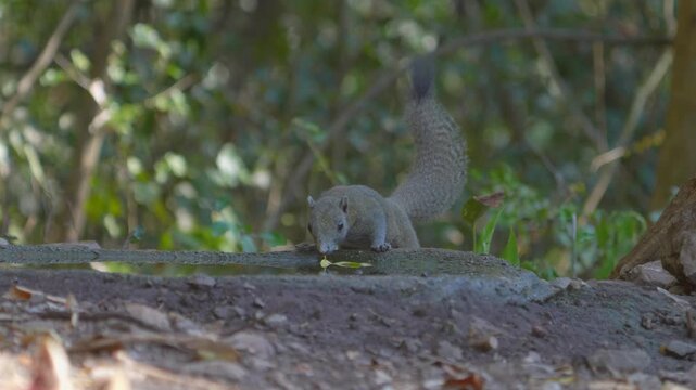 Treeshrews (Tupaiidae) It eats both plants and small animals such as insects or worms .drink from ponds during the dry season in natural habitats in the forest Thailand. 