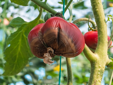 Ripe beefsteak tomato (Solanum lycopersicum) hanging on a vine suffering from blossom end rot and catfacing physiological disorders. Close up view of a damaged, malformed red tomato fruit.