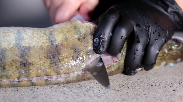 Close-up of Professional Chef Hands Filleting Fresh Zander Fish on a Wooden Table. Male Hands Using a Sharp Knife to Cut Raw Pike Perch. Process of Preparing Fish Fillets in the Kitchen. 