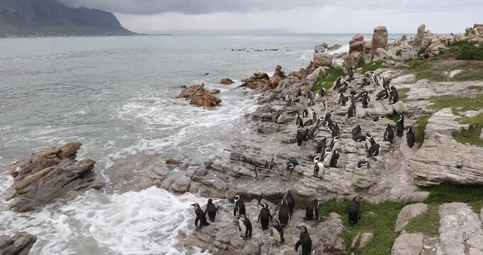 penquins, Betty's Bay, Western Cape, South Africa