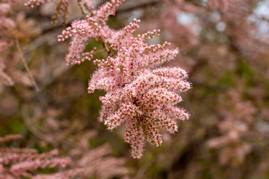 Delicate Pink Flowers of Tamarix Tetrandra (Four-Stamen Tamarisk) Blooming in Spring