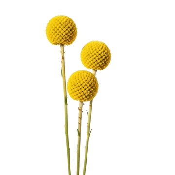 Yellow craspedia billy balls dried flowers on long stems