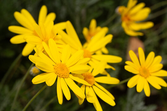 Vibrant Yellow Flowers of Euryops Pectinatus (Grey-Leaved Euryops) Blooming in Spring