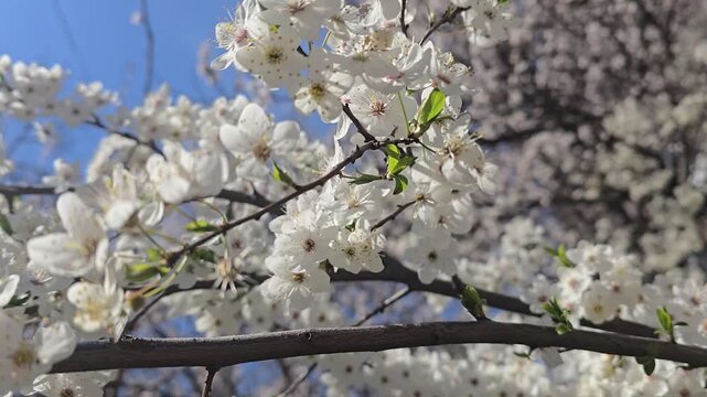 White cherry blossoms on a branch in spring with blurred background and blue sky