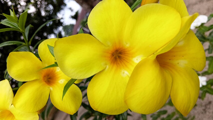 Obraz premium Close up of golden trumpet ornamental flower or allamanda (Allamanda cathartica) in the yard or garden.