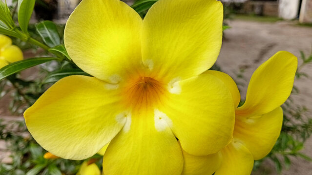 Close up of golden trumpet ornamental flower or allamanda (Allamanda cathartica) in the yard or garden.