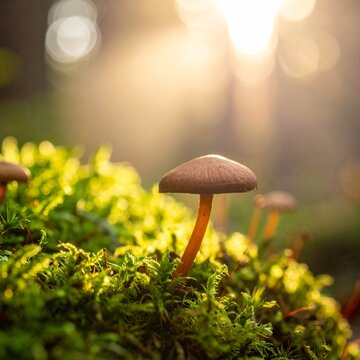 wild mushrooms in the forest