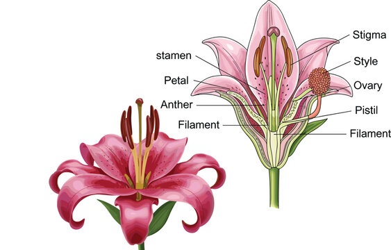 Detailed Lily Flower Anatomy Diagram with Labeled Stigma, Style, Ovary, Pistil, Stamen, Anther, Filament, and Petal Biology Vector Illustration