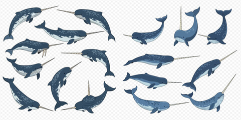 Set of narwhal illustrations in various poses, showcasing the unique tusk of the Arctic whale. © MuammarAuliyan