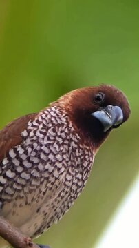 Close up profile of a Scaly-breasted Munia (Nutmeg Mannikin) perching against a vibrant green blurred background