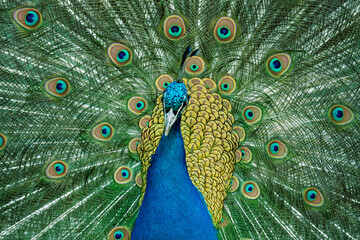 Peacock feather pattern, bright green - blue bird tail texture © artemstepanov