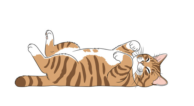 Cute ginger tabby cat lying on its back with its paws up in a playful and relaxed posture on a white background.