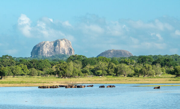 The water buffalo (Bubalus bubalis), also called domestic water buffalo