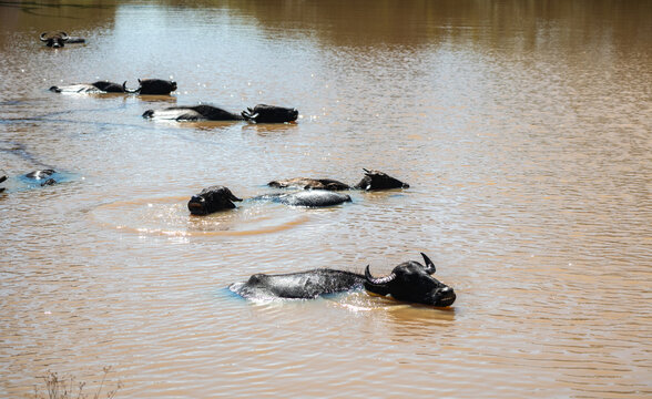 The water buffalo (Bubalus bubalis), also called domestic water buffalo
