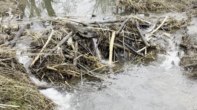a little river flowing through a beaver dam