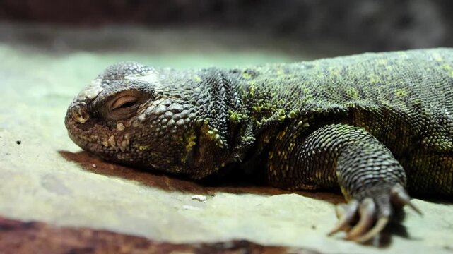 Lizard lies on a rock, displaying slight variations in posture and light across three connected frames in a natural environment