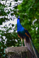 Obraz premium Male peacock stands tall on a stone pedestal. Its iridescent blue and green feathers shimmer in sunlight. Lush green foliage frames the background softly. The bird looks alert and majestic