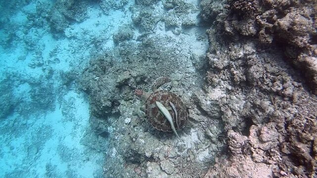 The green sea turtle (Chelonia mydas), also known as the green turtle, is a species of large sea turtle of the family Cheloniidae. It is the only species in the genus Chelonia, Indian Ocean, Maldives